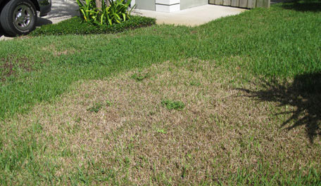 Chinch bug treatment Boca Raton, Delray Beach, Palm Beach