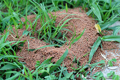 Boca Raton Fire Ant Extermination