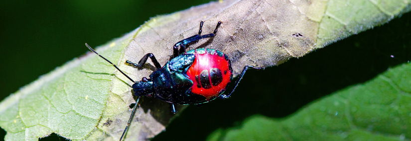 Uh Oh, Stink Bugs Are Invading