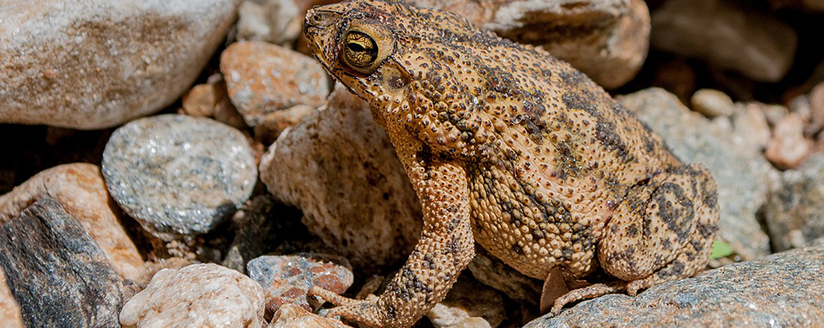 Cane Toads and Bufo Frogs – Pets’ worst enemies