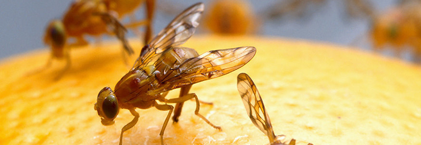 Why are Fruit Flies so Difficult to Get Rid Of?