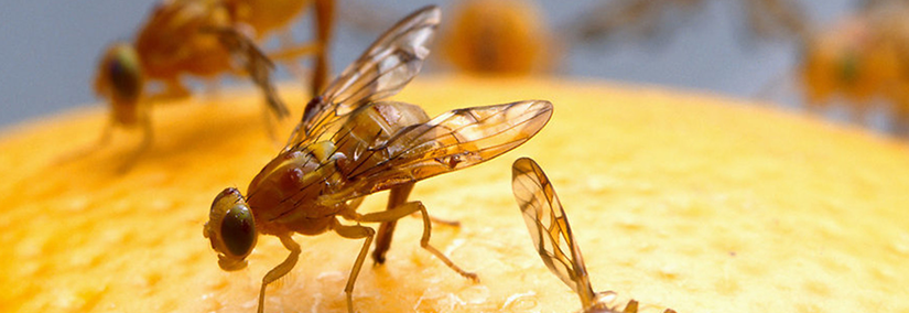 how-to-get-rid-of-fruit-flies