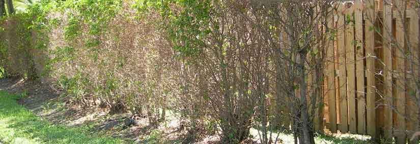 Whitefly season is back and it’s a real threat to South Florida properties