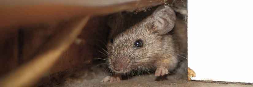 Rat and Mice Prevention in Palm Beach County